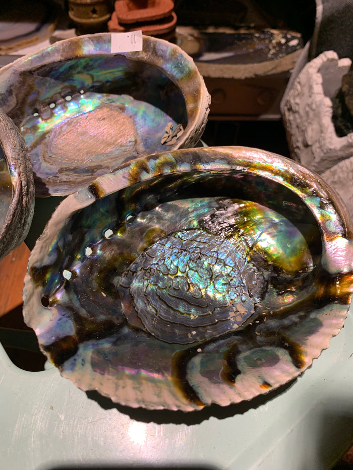 Sage Abalone Shells