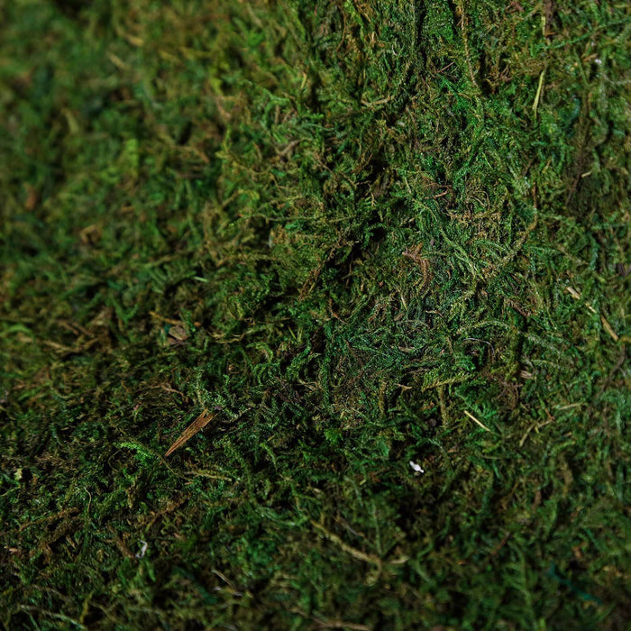 Close-up of lush green moss texture.