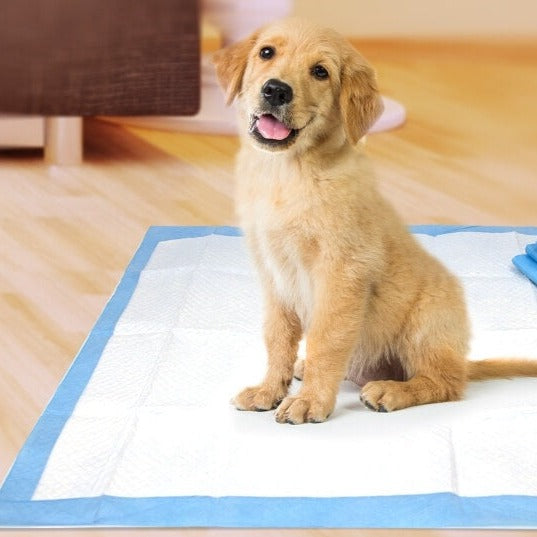 Dog pee