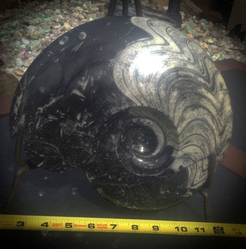 Genuine Fossil Goniatite Ammonite (2) - dinosaursrocksuperstore
