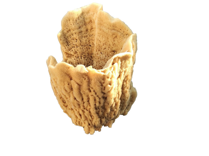 Giant SEA SPONGE #2 - dinosaursrocksuperstore