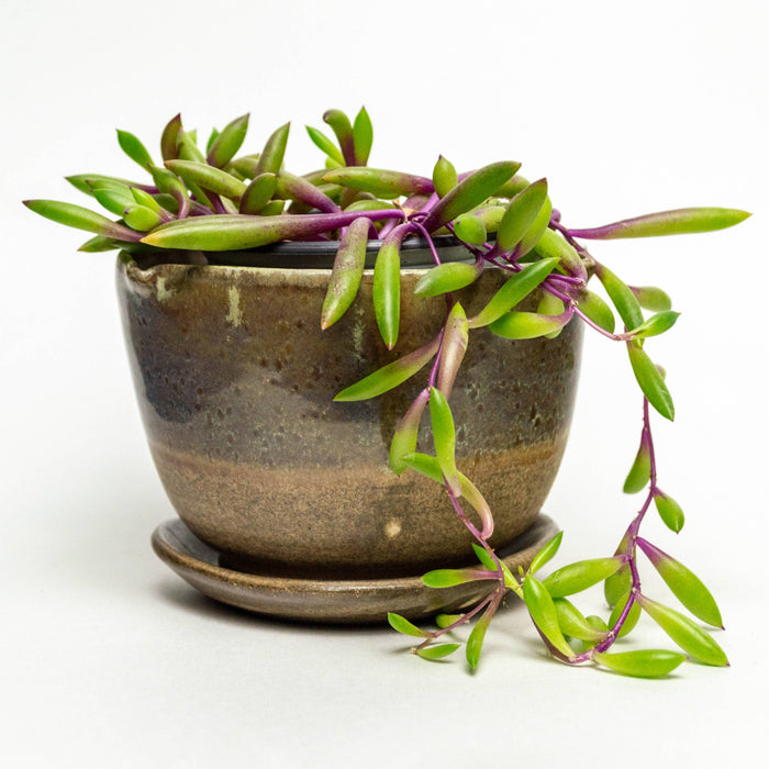 Green Plant Pot - Handmade Stoneware Chocolate Clay