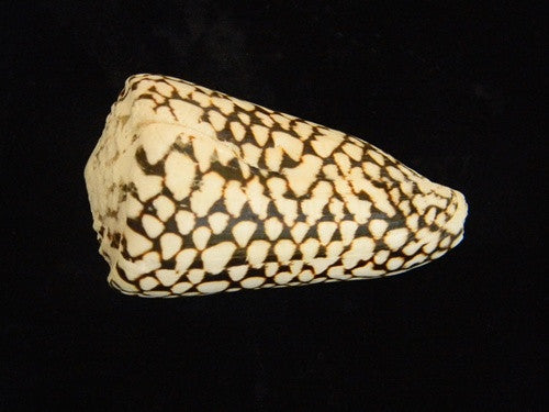 Marble Cone Seashell - Large - dinosaursrocksuperstore