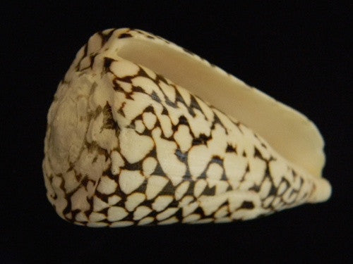 Marble Cone Seashell - Large - dinosaursrocksuperstore
