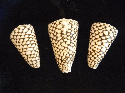 Marble Cone Seashell - Large - dinosaursrocksuperstore