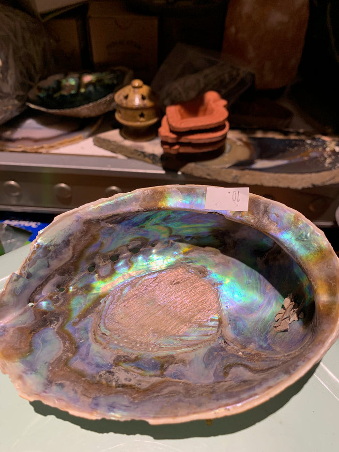 Sage Abalone Shells