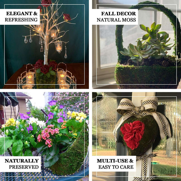 Succulent and moss fall decor arrangements for elegant home styling.
