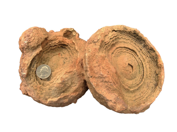 STROMATOLITE 2 - Almost Billion Years Old - dinosaursrocksuperstore