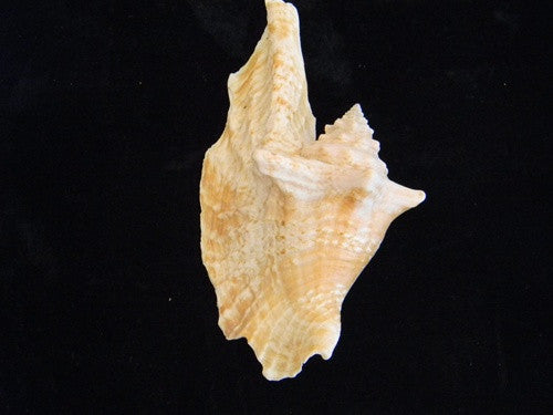 Strombus Gallus Rooster-Tail Conch Seashell - dinosaursrocksuperstore